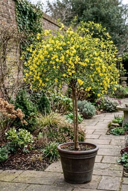 Jasminum nudiflorum tuteur 70 cm C2