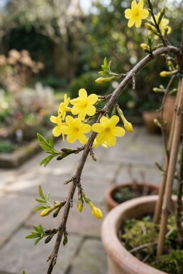Jasminum nudiflorum tuteur 70 cm C2