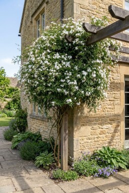 Jasminum officinale sur tige 70 cm C2
