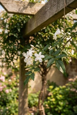 Jasminum officinale sur tige 70 cm C2