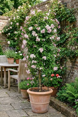 Jasminum stephanense tuteur 70 cm C2