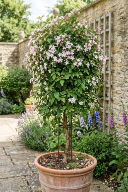 Jasminum stephanense tuteur 70 cm C2