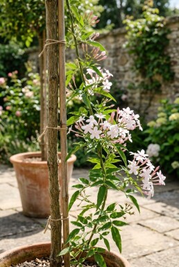 Jasminum stephanense sur tige 70 cm C2