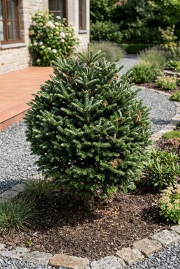 Abies koreana Boule