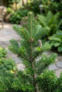 Abies koreana 'Brillant' Arbuste