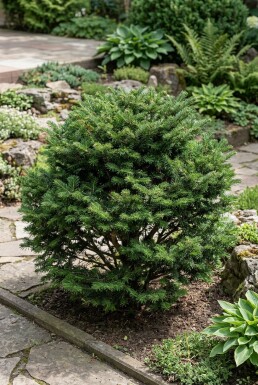 Abies koreana 'Cis' Arbuste