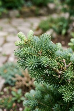 Abies koreana 'Cis' Arbuste