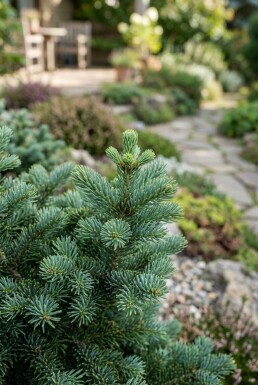 Abies lasiocarpa 'Compacta' Arbuste