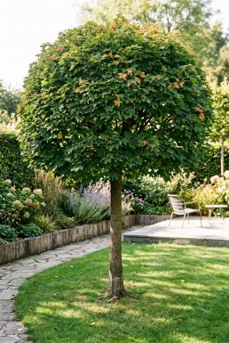 Acer campestre 'Nanum' demi-tige