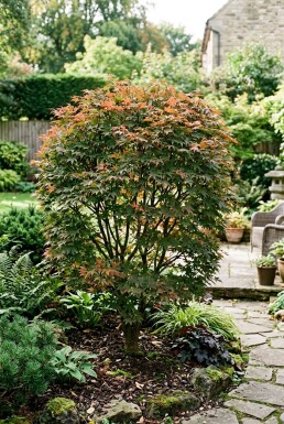 Acer palmatum 'Brown Sugar' Arbuste