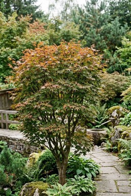 Acer palmatum 'Brown Sugar' Arbuste