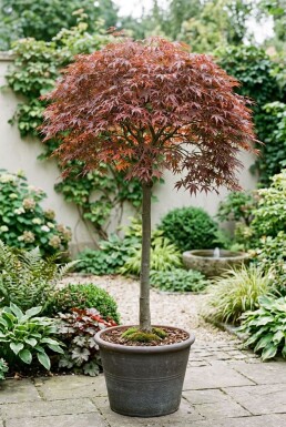 Acer palmatum 'Cascade Ruby' sur tige