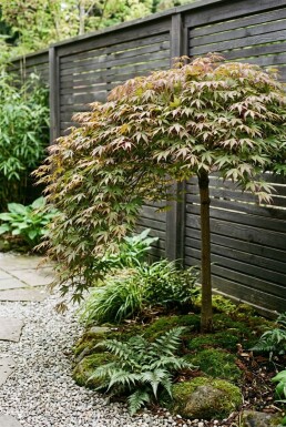 Acer palmatum 'Cascade Ruby' sur tige