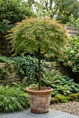 Acer palmatum 'Emerald Lace' Sur tige