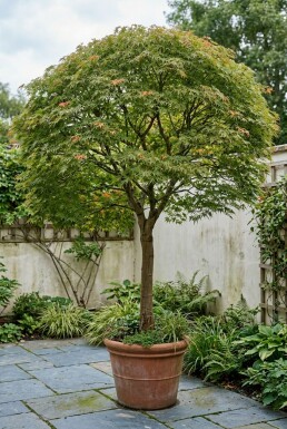 Acer palmatum 'Emerald Lace' Sur tige