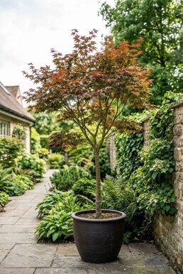 Acer palmatum 'Fireglow' sur tige