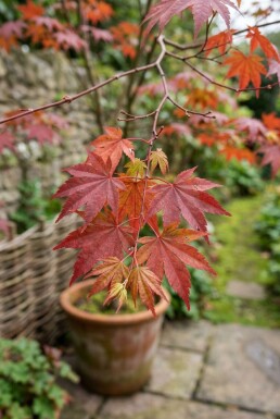 Acer palmatum 'Fireglow' sur tige
