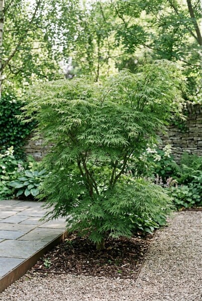 Acer palmatum 'Green Lace' Arbuste