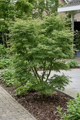 Acer palmatum 'Green Lace' Arbuste