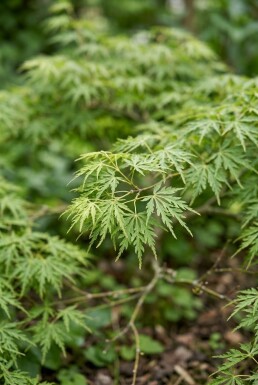 Acer palmatum 'Green Lace' Arbuste