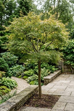 Acer palmatum 'Green Lace' Sur tige