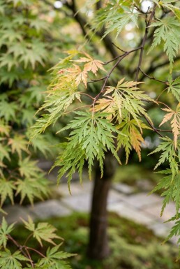 Acer palmatum 'Green Lace' Sur tige