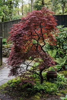 Acer palmatum 'Inaba-shidare'