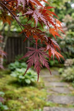Acer palmatum 'Inaba-shidare'