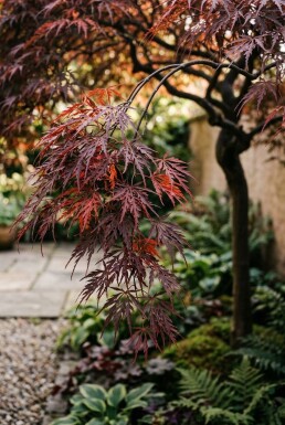 Acer palmatum 'Inaba-shidare' Sur tige