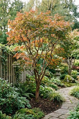 Acer palmatum 'Jerre Schwartz'