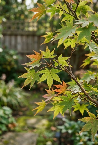 Acer palmatum 'Jerre Schwartz'