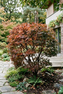 Acer palmatum 'Jerre Schwartz' Arbuste