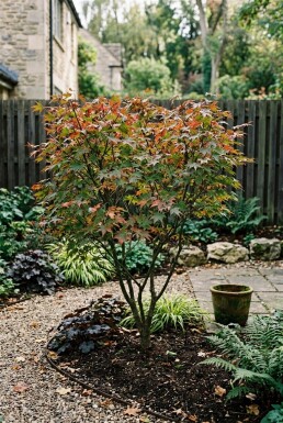 Acer palmatum 'Jerre Schwartz' Arbuste