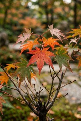 Acer palmatum 'Jerre Schwartz' Arbuste