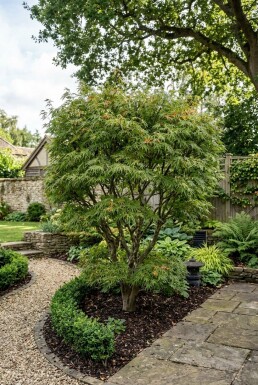 Acer palmatum 'Linearilobum' Arbuste