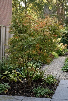 Acer palmatum 'Linearilobum' Arbuste