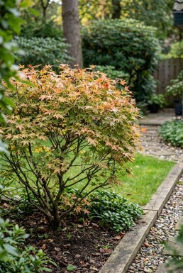 Acer palmatum 'Masu-kagami' Arbuste