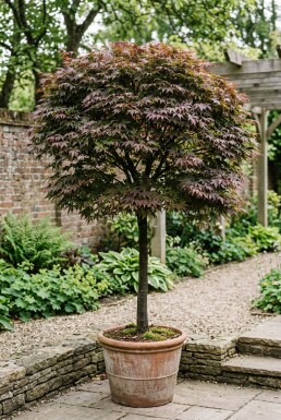 Acer palmatum 'Nigrum' sur tige