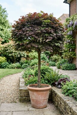 Acer palmatum 'Nigrum' sur tige