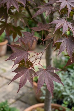 Acer palmatum 'Nigrum' sur tige