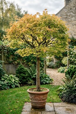 Acer palmatum 'Orange Dream' Sur tige
