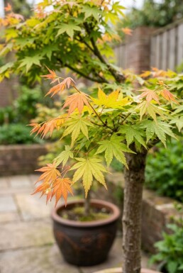 Acer palmatum 'Orange Dream' Sur tige