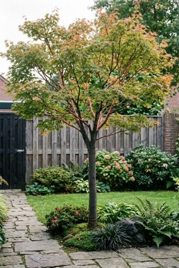 Acer palmatum 'Sangokaku' Sur tige