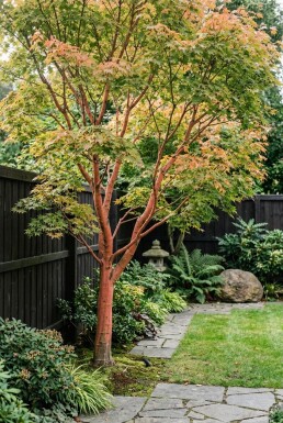 Acer palmatum 'Sangokaku' Sur tige