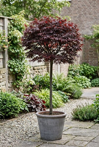 Acer palmatum 'Shaina' Sur tige