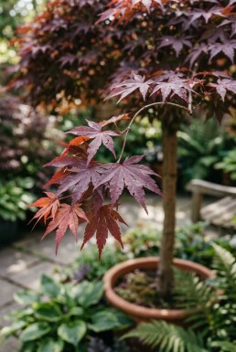 Acer palmatum 'Shaina' Sur tige