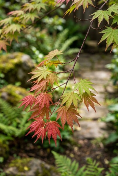 Acer palmatum 'Shin-deshojo'