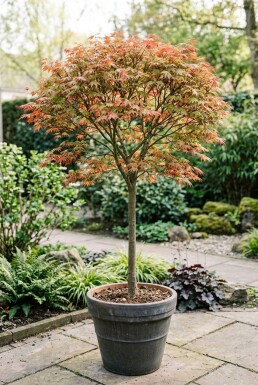Acer palmatum 'Shin-deshojo' Sur tige