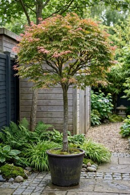 Acer palmatum 'Shin-deshojo' Sur tige