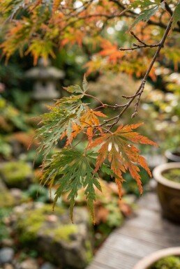 Acer palmatum 'Shishigashira' Demi-tige